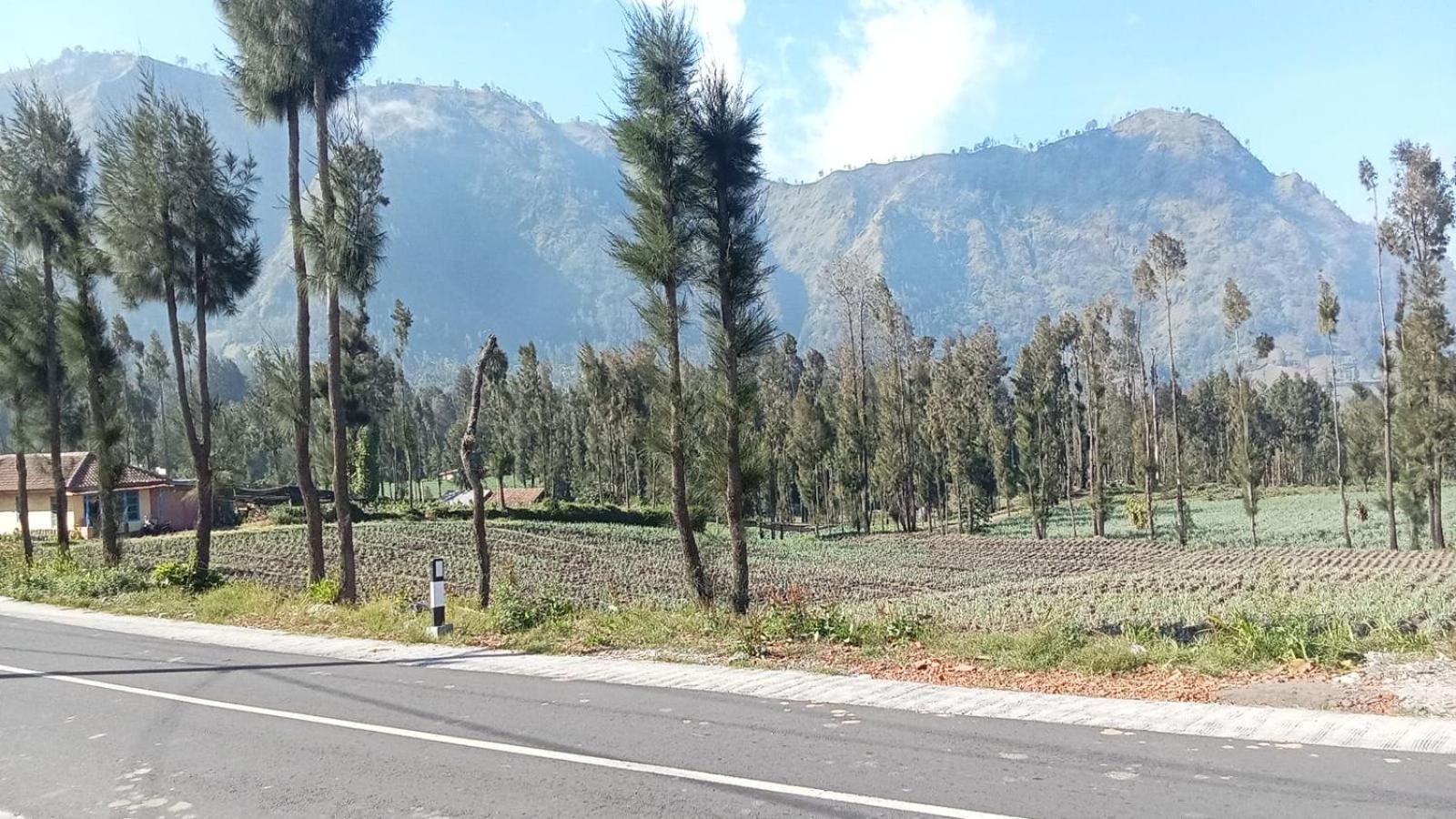 Tengger Indah Seruni Bromo Probolinggo Exterior foto